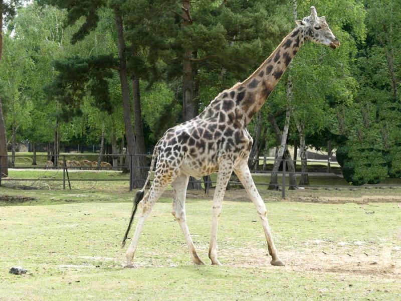 Girafe