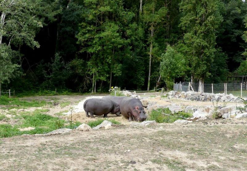Hippopotame amphibie