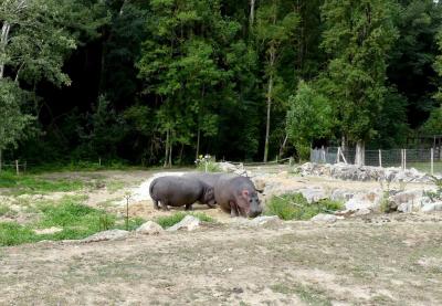 Hippopotame amphibie - 2021