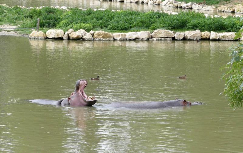 Hippopotame amphibie