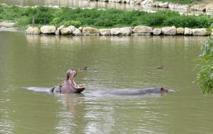 Hippopotame amphibie