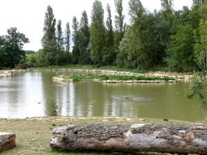 Hippopotame amphibie
