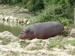 Hippopotame amphibie
