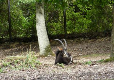 Hippotrague noir - 2021