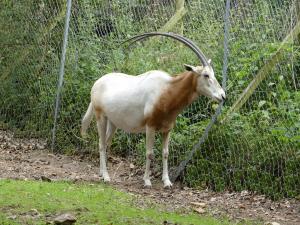 Oryx algazelle