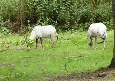 Oryx d'Arabie - 2021