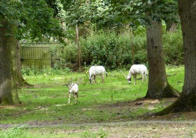 Oryx d'Arabie - 2021