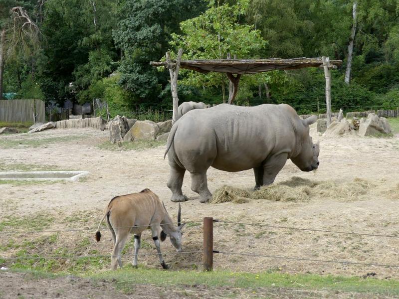 Plaine africaine