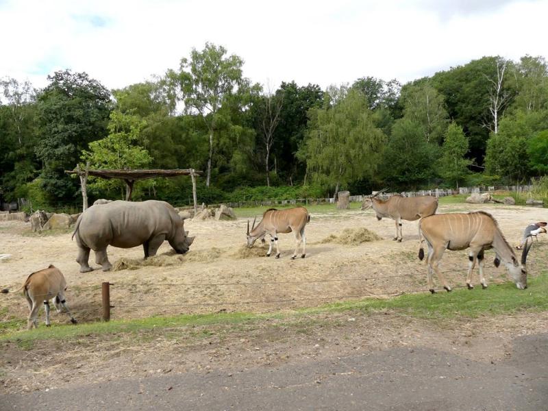 Plaine africaine