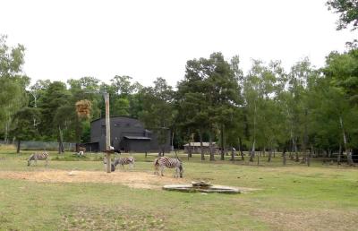 Plaine africaine - 2021