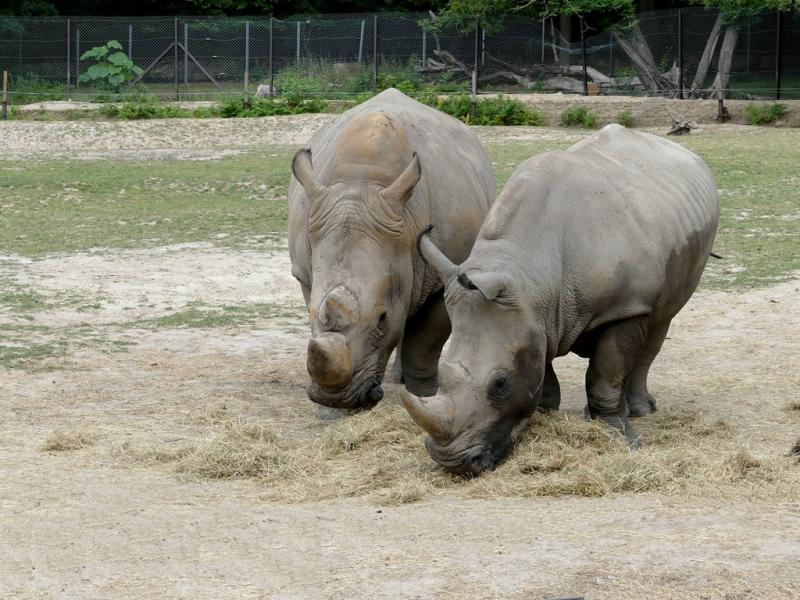 Rhinocéros blanc