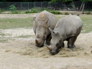 Rhinocéros blanc