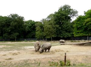 Rhinocéros blanc