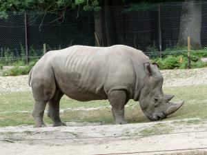 Rhinocéros blanc