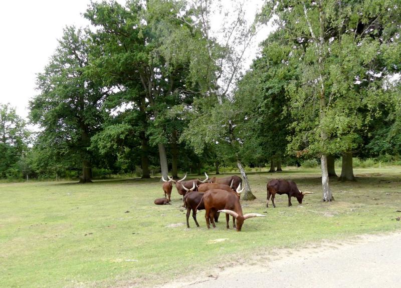 Watusi