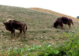 Bison d'Europe