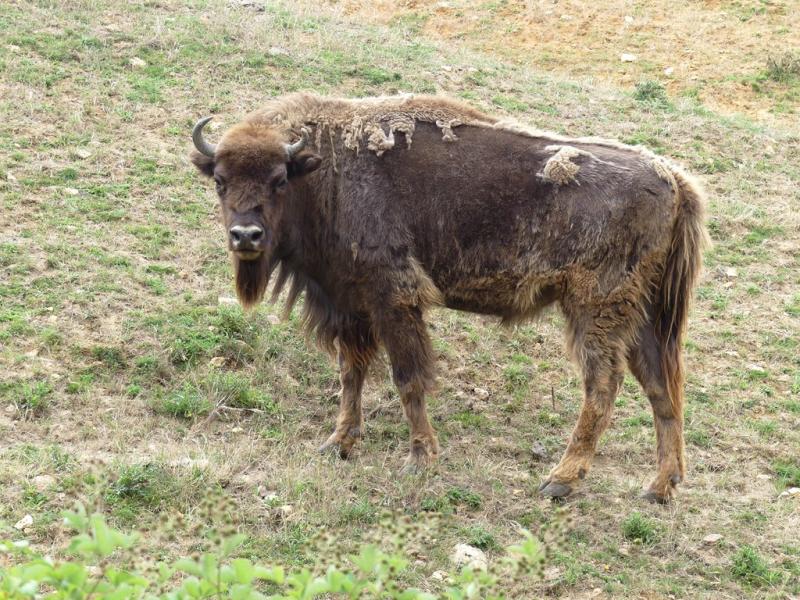 Bison d'Europe