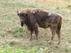Bison d'Europe