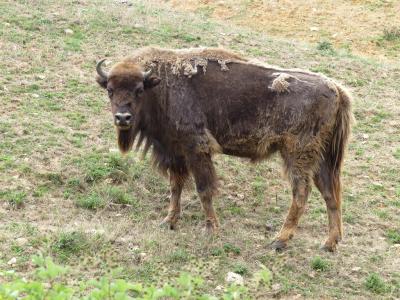Bison d'Europe - 2021