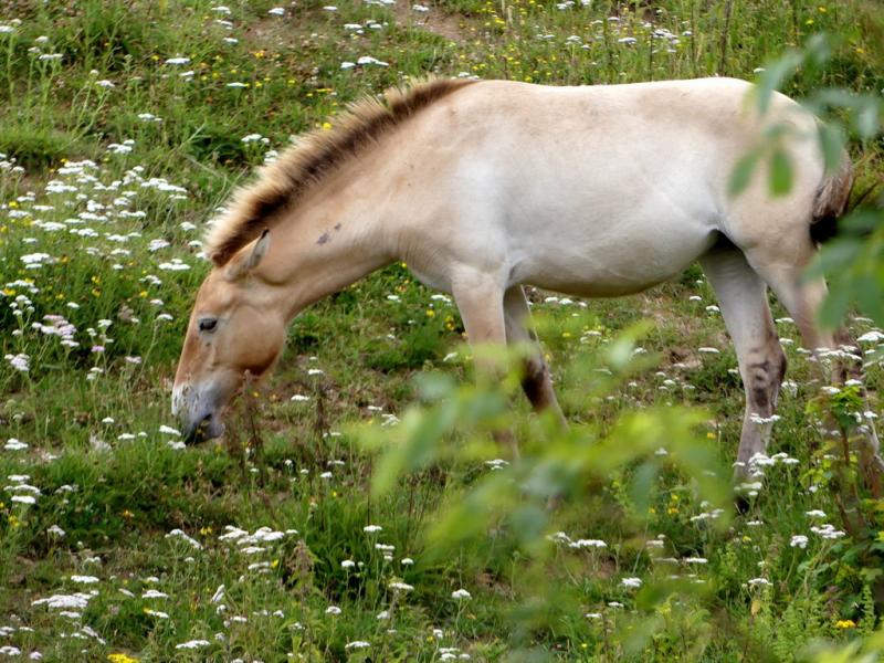Cheval de Przewalski