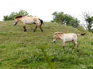 Cheval de Przewalski