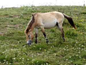 Cheval de Przewalski