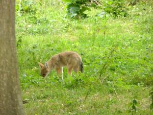 Coyote