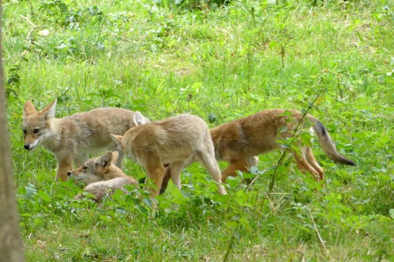 Coyote