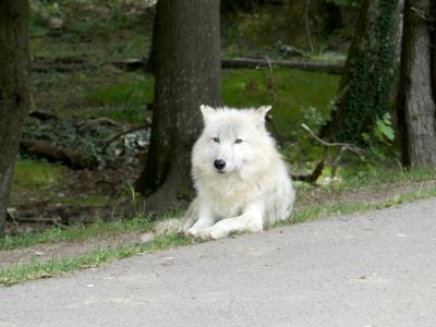 Loup arctique - 2021