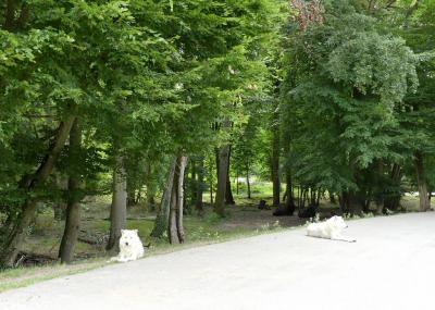 Loup arctique - 2021