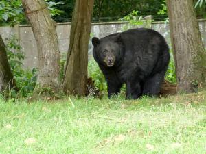 Ours noir