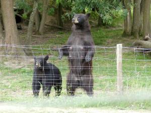 Ours noir