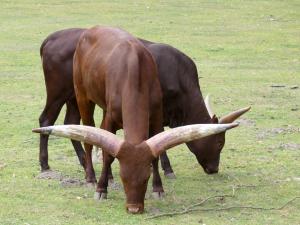 Watusi