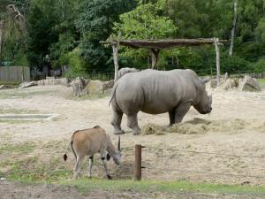 Le safari voiture