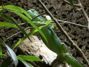 Iguane à bandes de Fidji