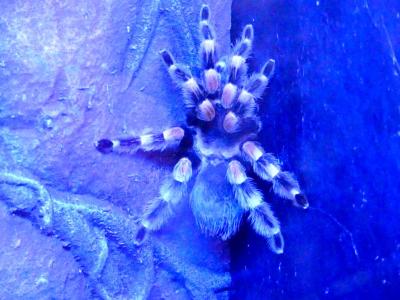 Mygale à pattes rouges - 2021