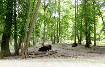 Bison d'Amérique - 2021