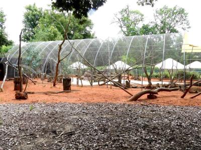 Volière australienne - 2021