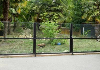 Chien des buissons - 2021