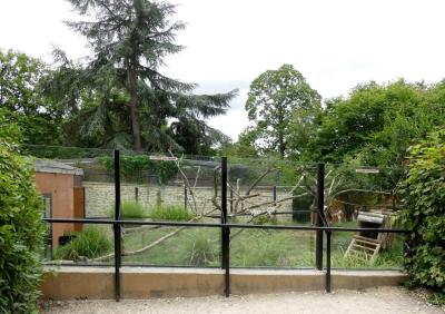 Coati à nez blanc - Saïmiri - 2021