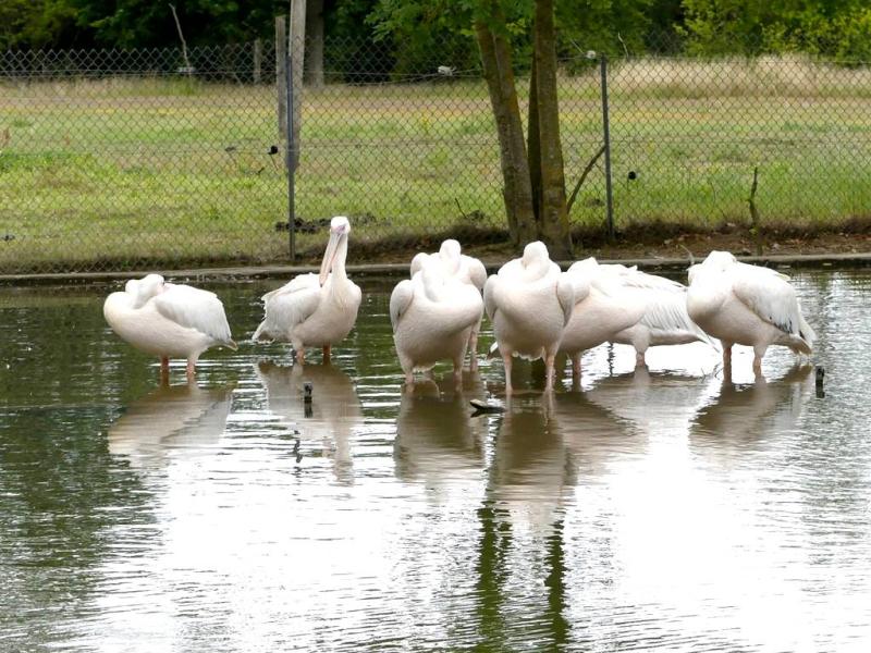 Pélican blanc
