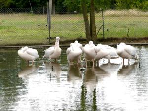 Pélican blanc