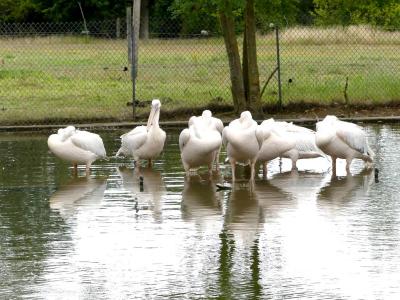 Pélican blanc - 2021