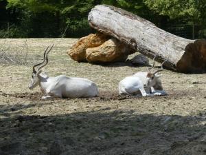 Découvrez le Zoo du Bois d'Attilly