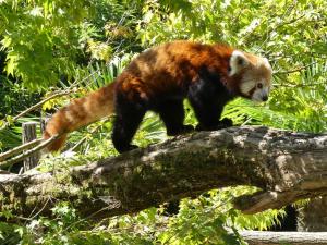 Panda roux (Ailurus fulgens)