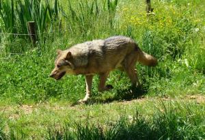Loup gris (Canis lupus)