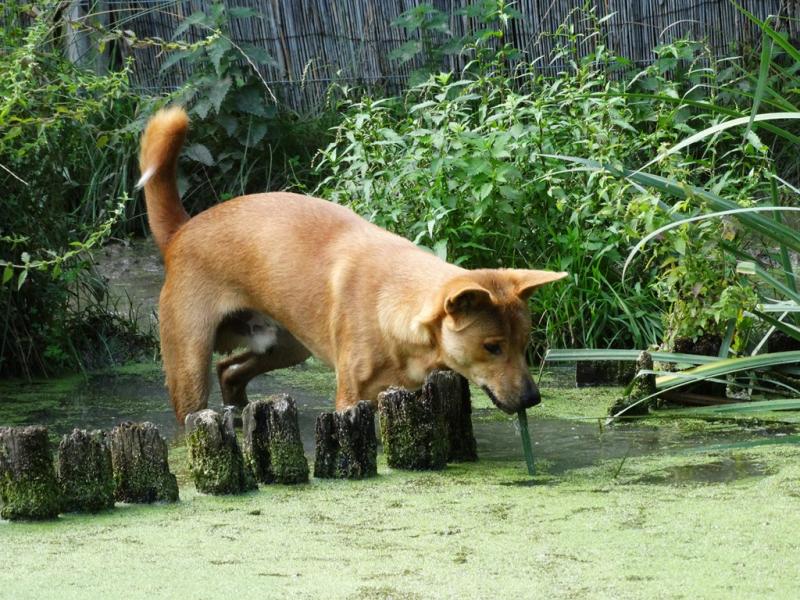 Dingo (Canis lupus dingo)
