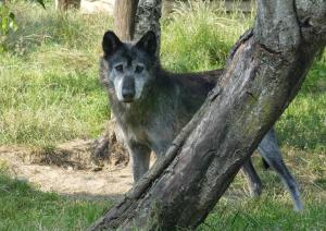 Loup du Canada (Canis lupus occidentalis)