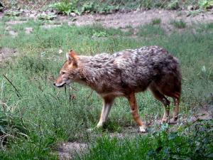 Chacal doré (Canis aureus moreotica)