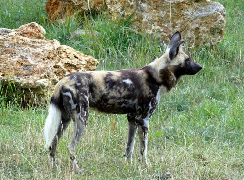 Lycaon (Lycaon pictus)